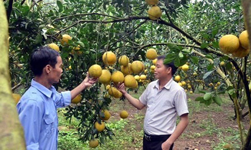 Hòa Bình: Nông dân huyện Kim Bôi tích cực tham gia xây dựng nông thôn mới