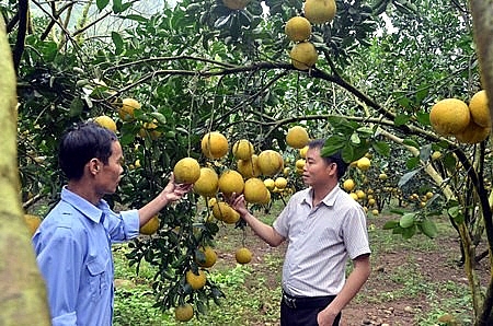 Hòa Bình: Nông dân huyện Kim Bôi tích cực tham gia xây dựng nông thôn mới