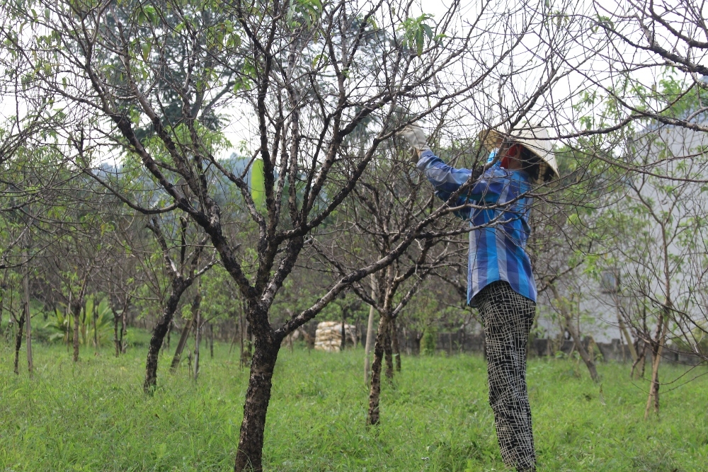 Xuân Du – Thủ phủ hoa đào xứ Thanh sắp “cập bến” Nông thôn mới nâng cao