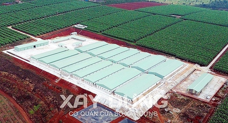 Huyện Đắk Đoa (Gia Lai): Trại chăn nuôi lợn hơn 100 tỷ không phép khi nào tháo dỡ?