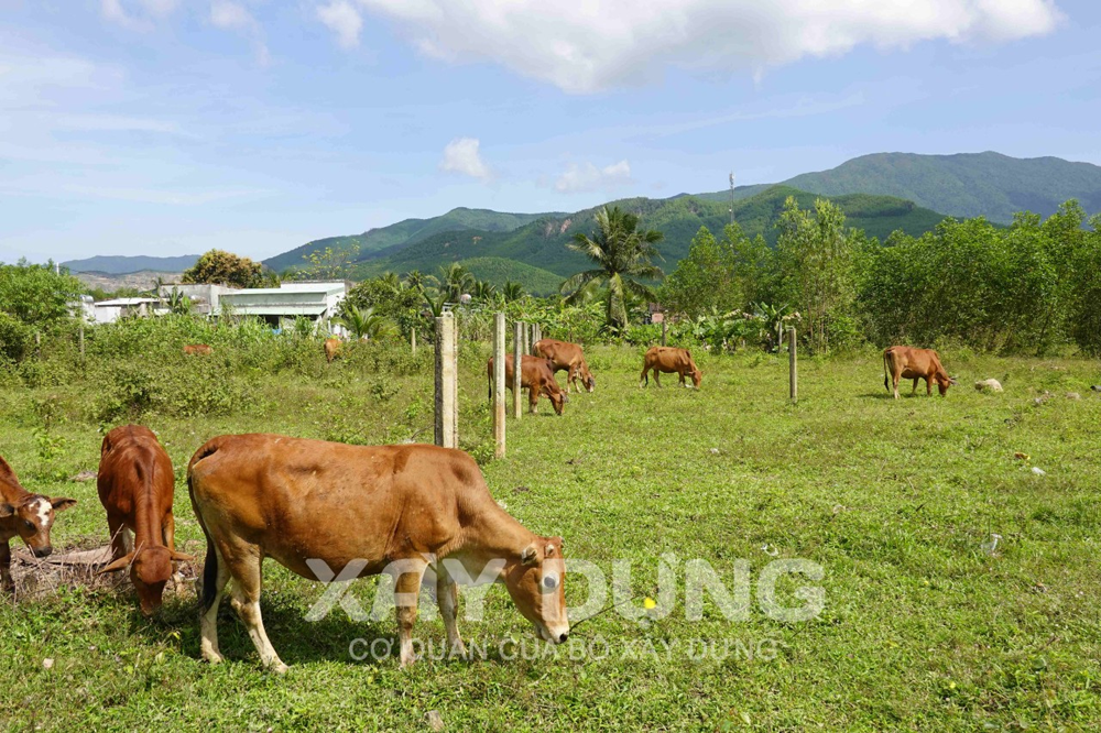 Bình Định: Xử lý dứt điểm tình trạng vi phạm về trật tự xây dựng tại xã Phước Mỹ