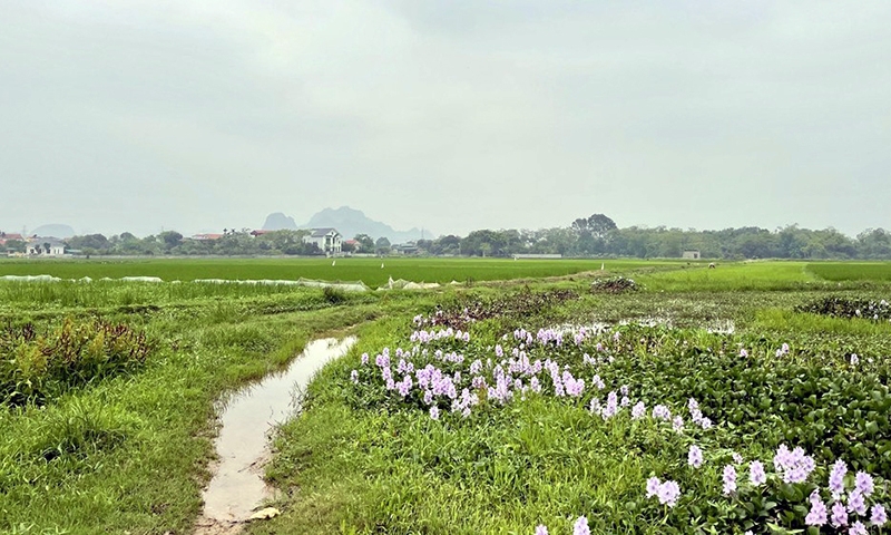 Ninh Bình: Dự án khu nhà ở Bình Minh 3 năm vẫn “nằm” trên giấy