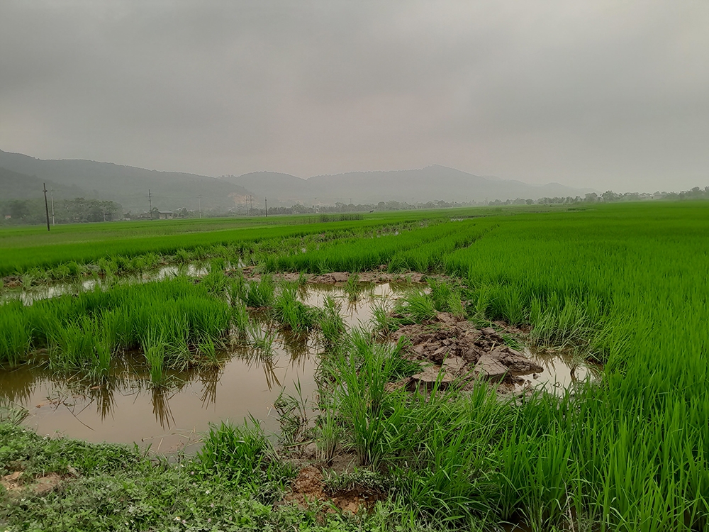 Hà Trung (Thanh Hóa): Tại sao các hộ dân xã Yến Sơn phản đối quyết định thu hồi đất của UBND huyện?