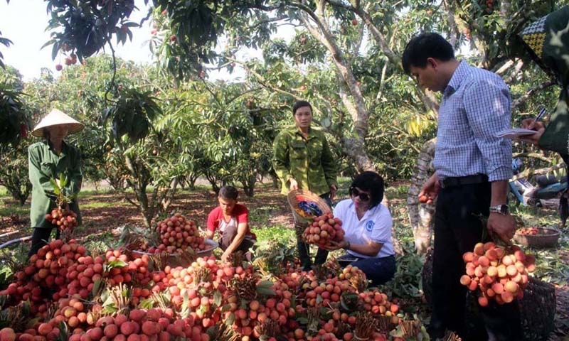 Tiêu thụ vải thiều năm 2023: Mở rộng nội địa, khơi thông nước ngoài