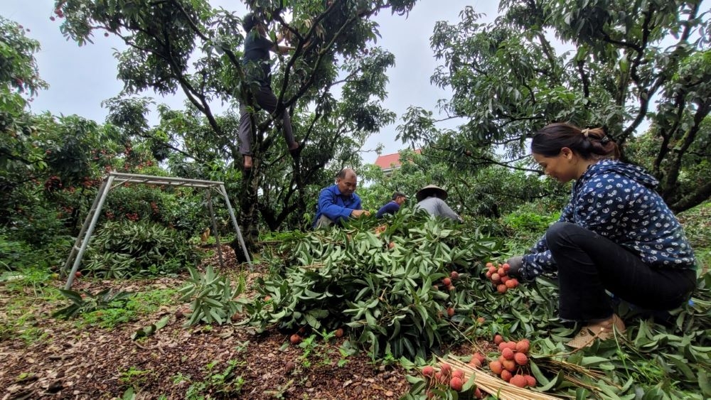 Một ngày trải nghiệm tại vựa vải thiều Lục Ngạn