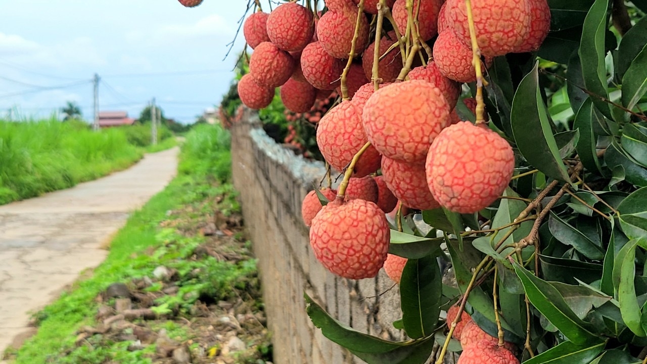 Một ngày trải nghiệm tại vựa vải thiều Lục Ngạn