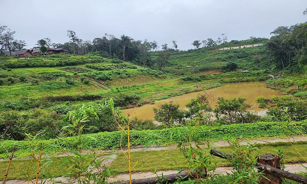 Kon Tum: Điểm mặt 11 dự án mất rừng ở huyện Kon Plông, 6 dự án có dấu hiệu hình sự