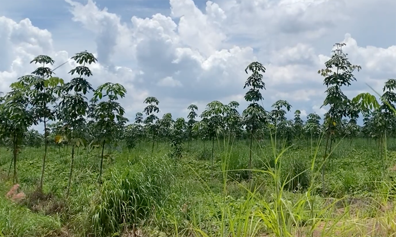 Thu hồi hơn 26,7ha đất của Tổng Công ty Cao su Đồng Nai làm khu tái định cư