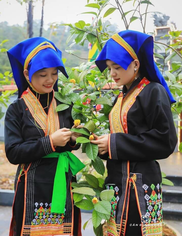 Trà hoa vàng Ba Chẽ vào tầm ngắm của thương gia Nhật Bản