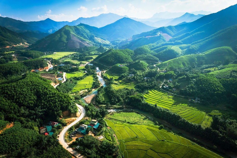 Trà hoa vàng Ba Chẽ vào tầm ngắm của thương gia Nhật Bản