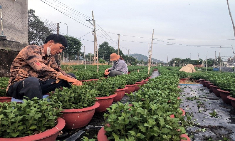 Bà Rịa – Vũng Tàu: Làng hoa chong đèn thâu đêm “nuôi” hoa Tết