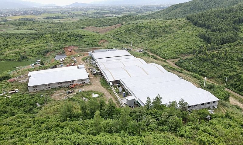 Khánh Hòa: Ký hợp đồng điện phục vụ tưới tiêu nông nghiệp cho trang trại lợn không phép trên đất rừng?