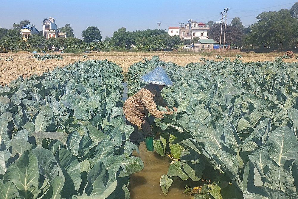 Thành phố Hải Dương: Xã ven đô hướng tới Nông thôn mới xanh, hiện đại