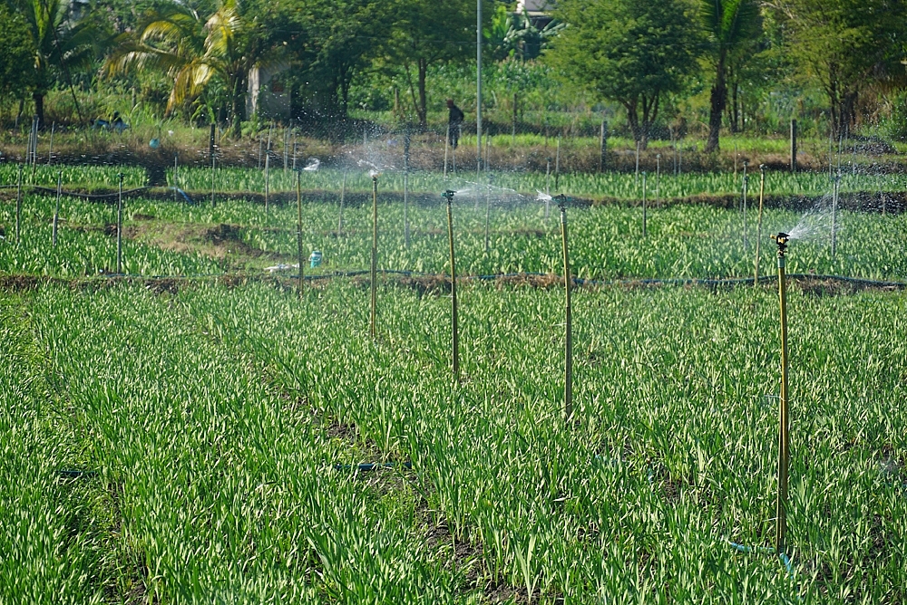 Nông thôn mới khởi sắc nhờ nông dân “chịu chơi”