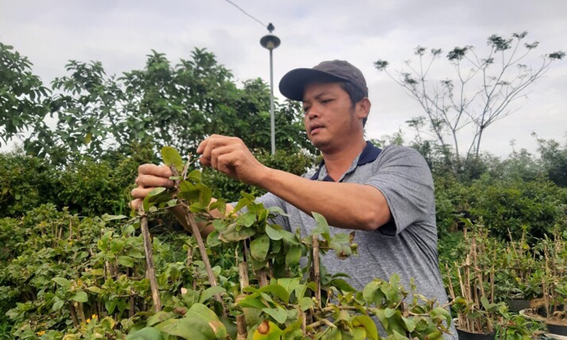 Bình Định: Mai vàng rộn ràng mùa Tết