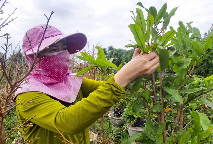 Bình Định: Mai vàng rộn ràng mùa Tết