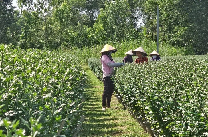 Bình Định: Làng cúc Bình Thành hé nụ đón xuân