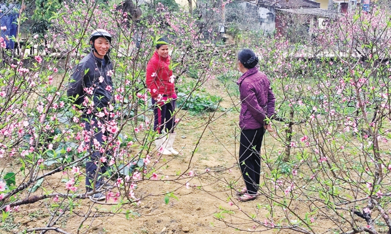 Làng đào Xuân Du