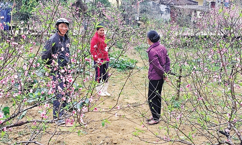 Làng đào Xuân Du