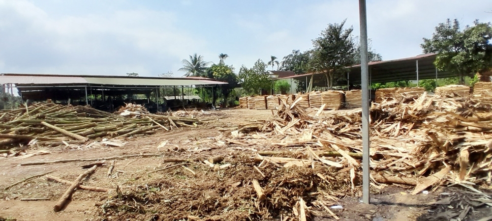 Thạch Thành (Thanh Hóa): “Trên quyết liệt, dưới thờ ơ” trong xử lý các xưởng thu mua, chế biến gỗ keo vi phạm