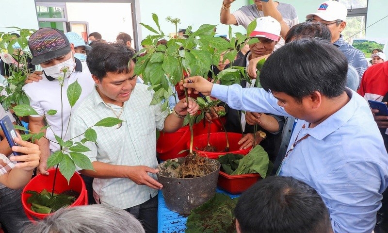 Quảng Nam: Ra mắt sàn thương mại điện tử về sâm Ngọc Linh và dược liệu tại huyện Nam Trà My