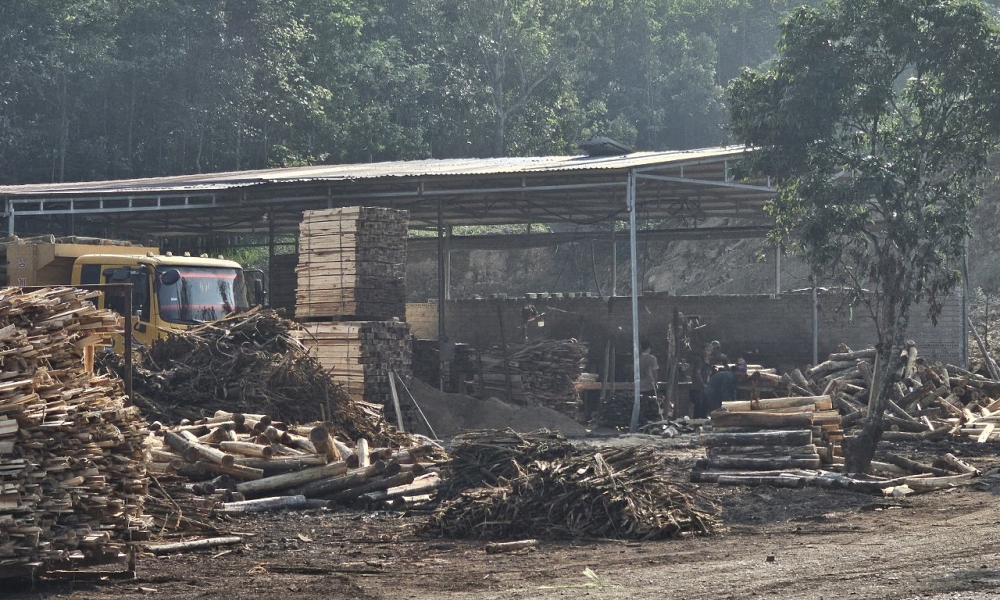 Như Thanh (Thanh Hóa): Dẹp loạn thu mua, chế biến gỗ keo tự phát – “cuộc chiến” chưa có hồi kết