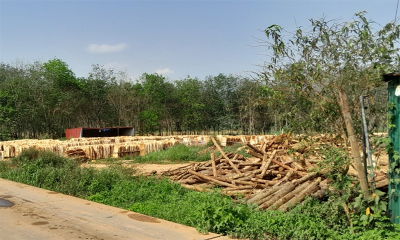 Thanh Hóa: Mặc cho tỉnh đôn đốc, UBND huyện Thạch Thành vẫn “bình chân như vại” trong xử lý các xưởng gỗ keo vi phạm