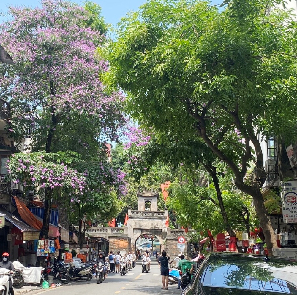 Các tuyến phố Hà Nội “nở hoa” rực rỡ dưới nắng hè