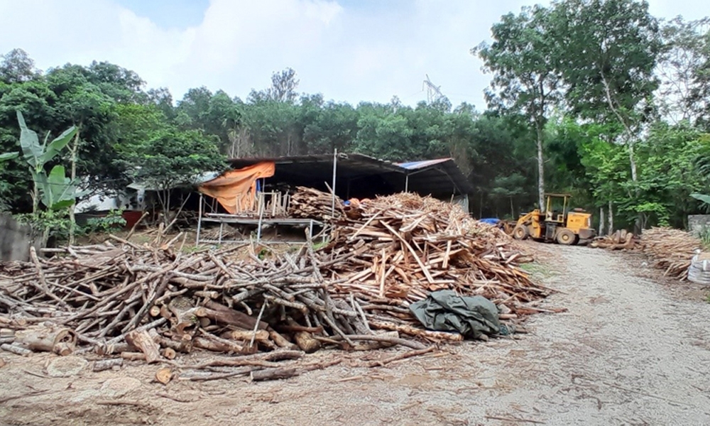 Vĩnh Lộc (Thanh Hóa): Cần thực hiện nghiêm túc việc kiểm tra, xử lý các cơ sở thu mua, chế biến gỗ keo vi phạm