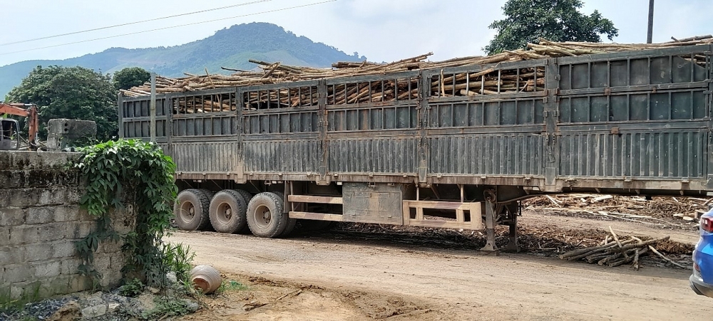 Như Thanh (Thanh Hóa): Nhiều cơ sở vẫn ngang nhiên xây dựng và hoạt động các nhà xưởng, điểm thu mua, chế biến gỗ keo trái phép