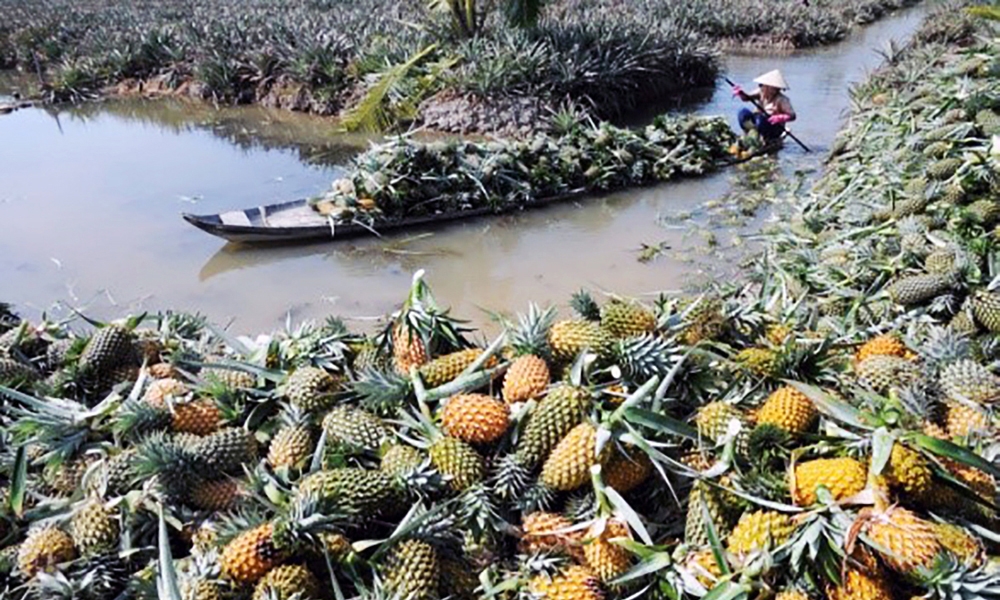 Hậu Giang: Quy hoạch xã Hỏa Tiến trở thành vùng nguyên liệu khóm kết hợp phát triển du lịch sinh thái cộng đồng