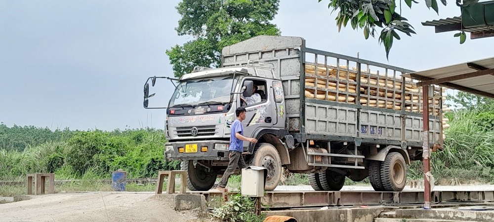 Thanh Hóa: Công ty TNHH Thanh Thành Đạt xây dựng và hoạt động trái phép xưởng chế biến gỗ keo nhiều năm