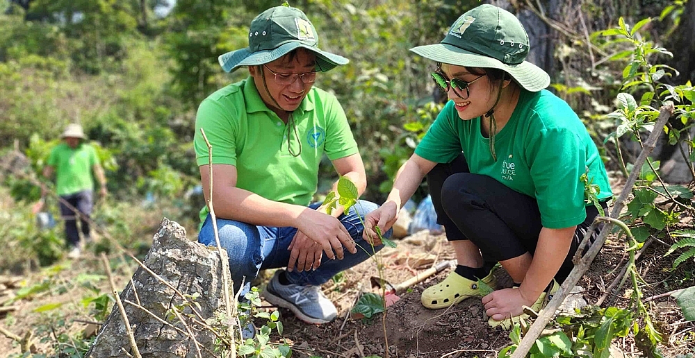 Chung tay phục hồi 25ha rừng ở Hòa Bình và Sơn La