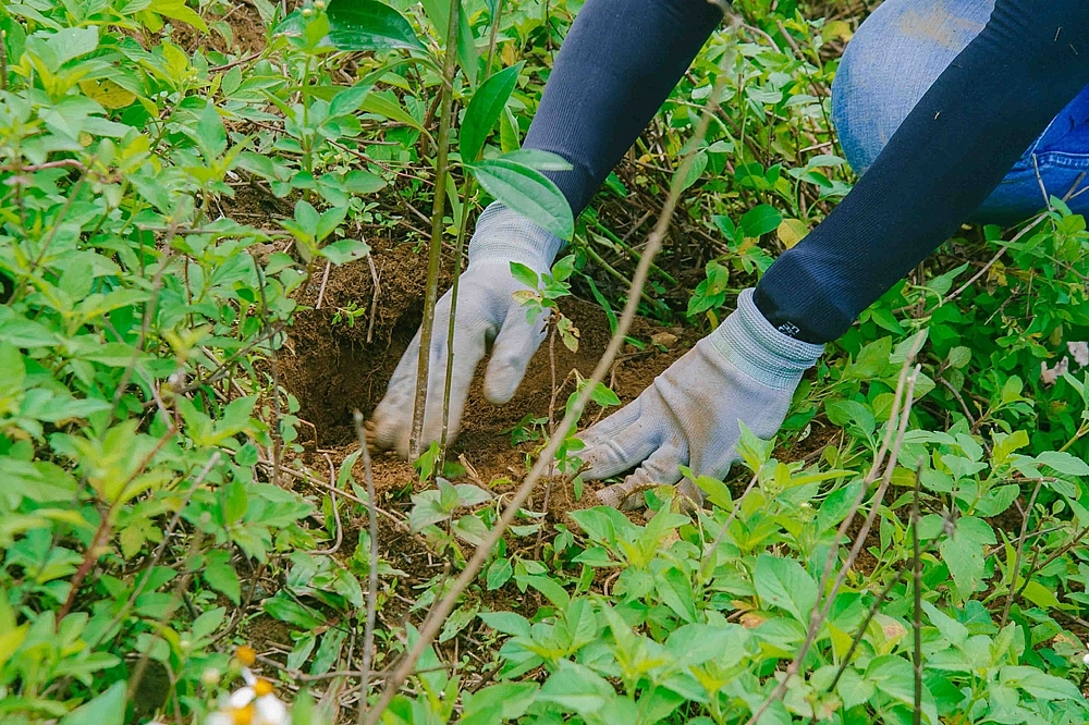 Chung tay phục hồi 25ha rừng ở Hòa Bình và Sơn La