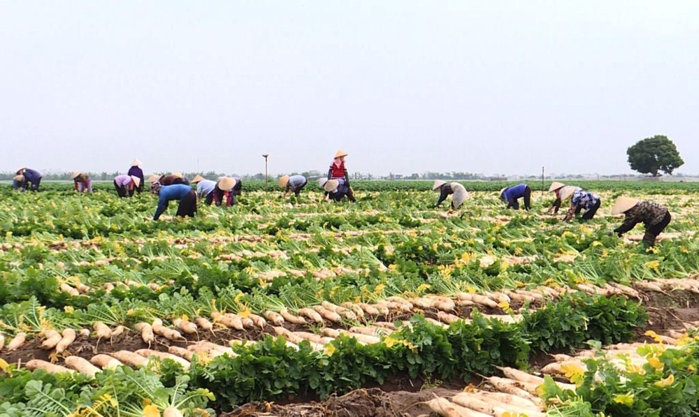 Bắc Ninh: Đẩy mạnh đầu tư nông nghiệp công nghệ cao và phát triển du lịch nông nghiệp