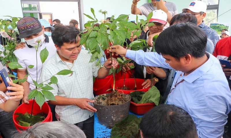 Quảng Nam: Đấu giá sâm Ngọc Linh ủng hộ kinh phí xóa nhà tạm