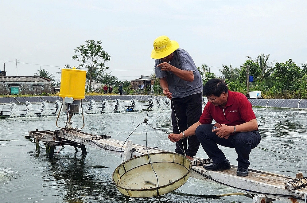 Cà Mau: Nhiều mô hình nuôi tôm siêu thâm canh thành công từ nguồn vốn Agribank