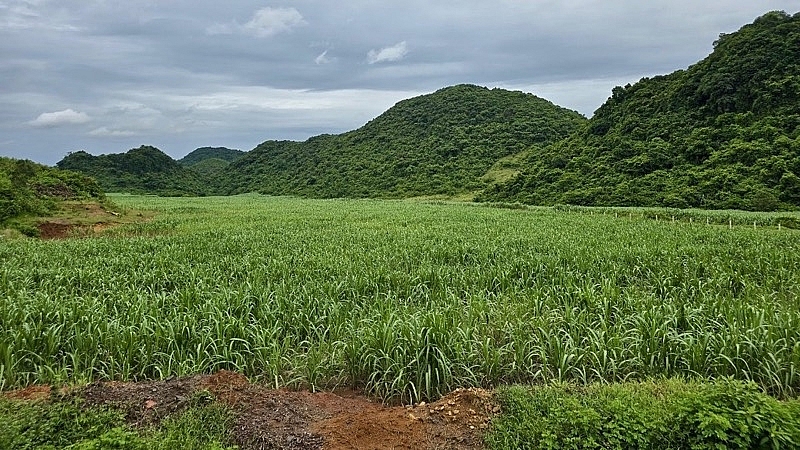 Ninh Bình: Dự án Trung tâm giống lợn quốc tế bỏ hoang