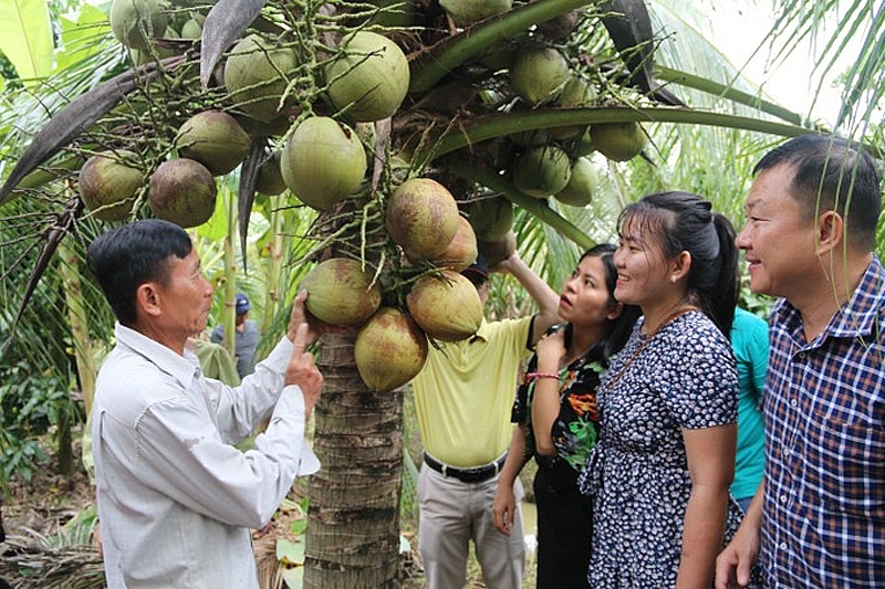 Khai mạc Festival 100 năm Dừa sáp Trà Vinh