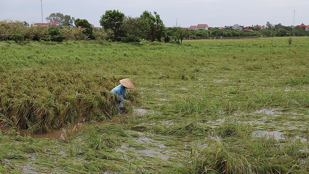 Hưng Yên: Sớm khắc phục thiệt hại do ảnh hưởng của bão số 3