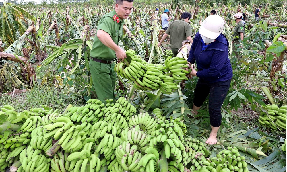 Hưng Hà (Thái Bình): Giải cứu chuối giúp bà con nông dân