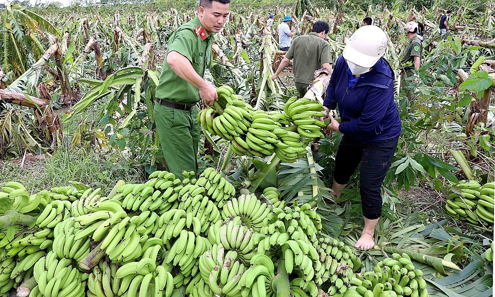 Hưng Hà (Thái Bình): Giải cứu chuối giúp bà con nông dân