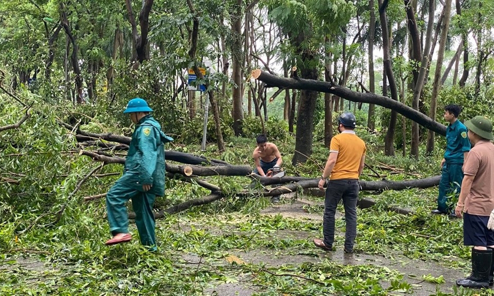 Hà Nội: Tập trung trồng lại cây xanh nghiêng, đổ, thu dọn vệ sinh môi trường