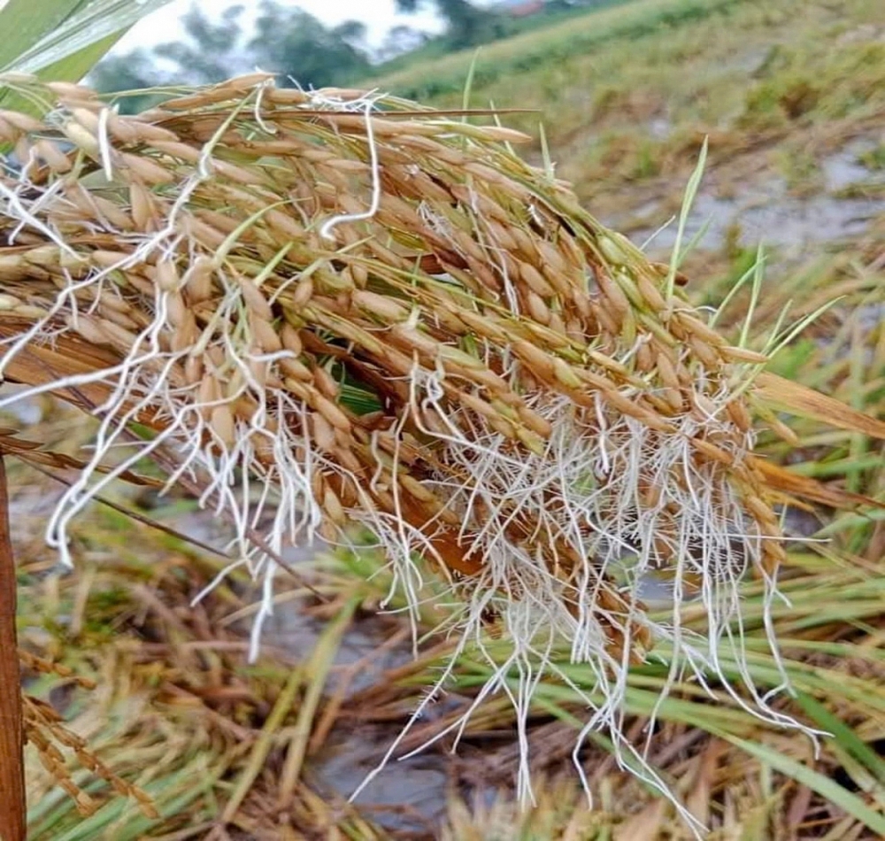 Yên Thế (Bắc Giang): Chung sức, đồng lòng vượt qua bão lũ