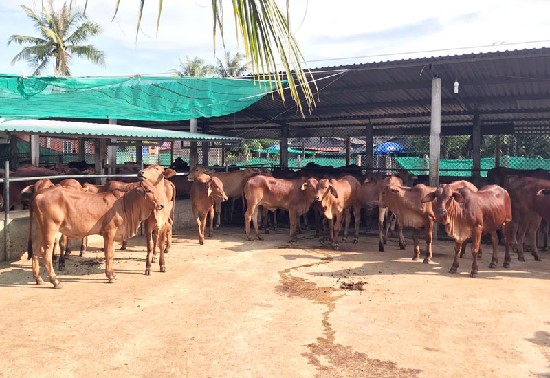 Khẳng định thương hiệu bò Ba Tri: Hành trình xây dựng chuỗi giá trị nông nghiệp bền vững từ HTX Nông nghiệp Mỹ Chánh, Bến Tre