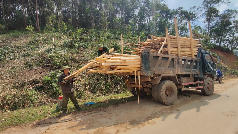 Quảng Ninh: Phát động đợt cao điểm hỗ trợ thu dọn rừng bị thiệt hại do bão số 3