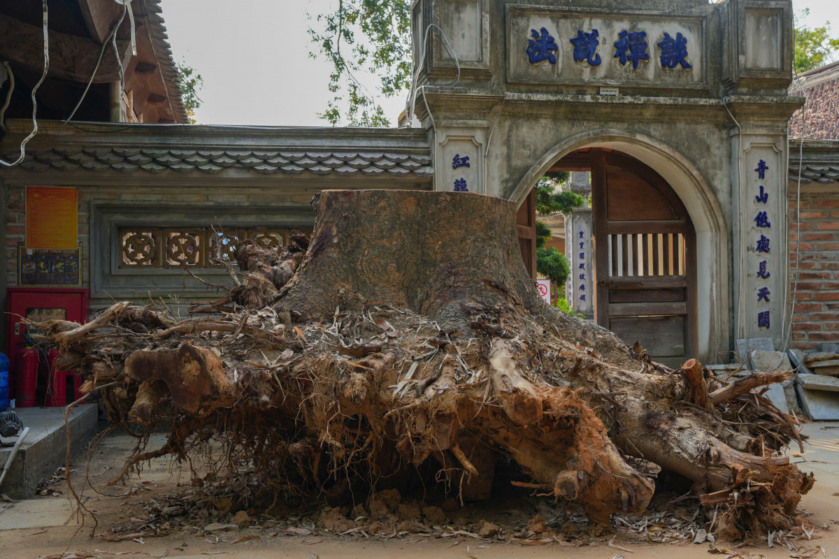 Bắc Giang: Chùa Vĩnh Nghiêm Triển khai khôi phục, tu sửa sau thiệt hại từ bão số 3