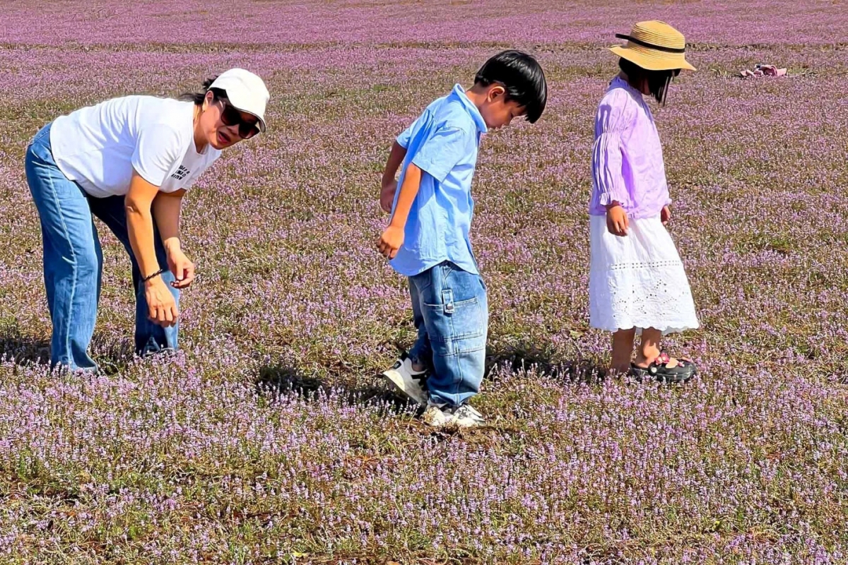  “Mướt mắt” với cánh đồng hoa dại ở Cát Tiên