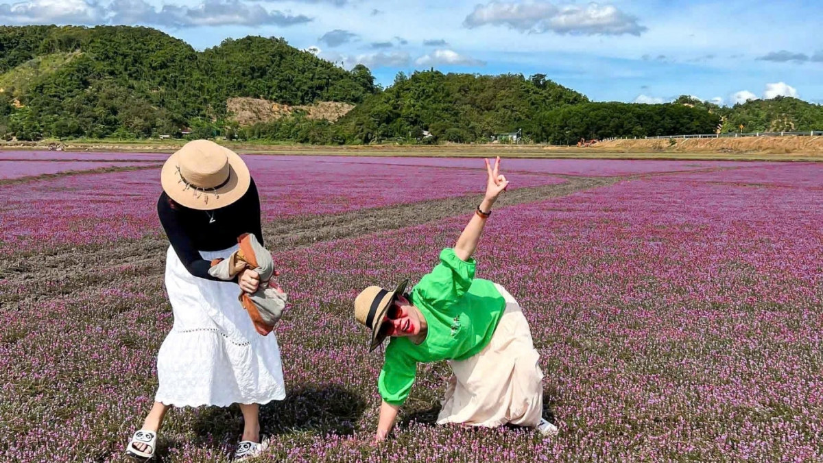  “Mướt mắt” với cánh đồng hoa dại ở Cát Tiên