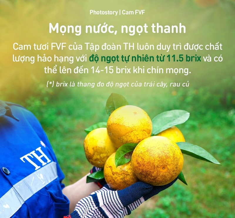 Giải mã lý do cam tươi FVF chinh phục người tiêu dùng